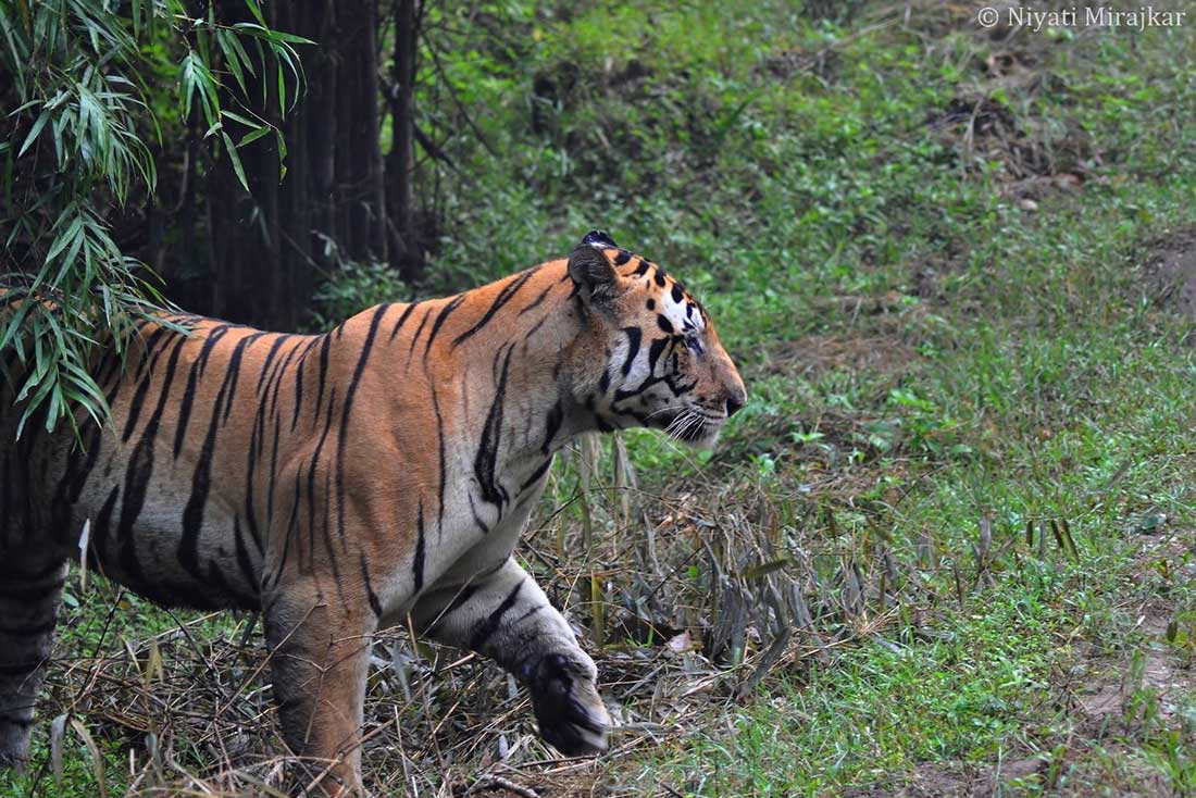 Tiger Tourism Image