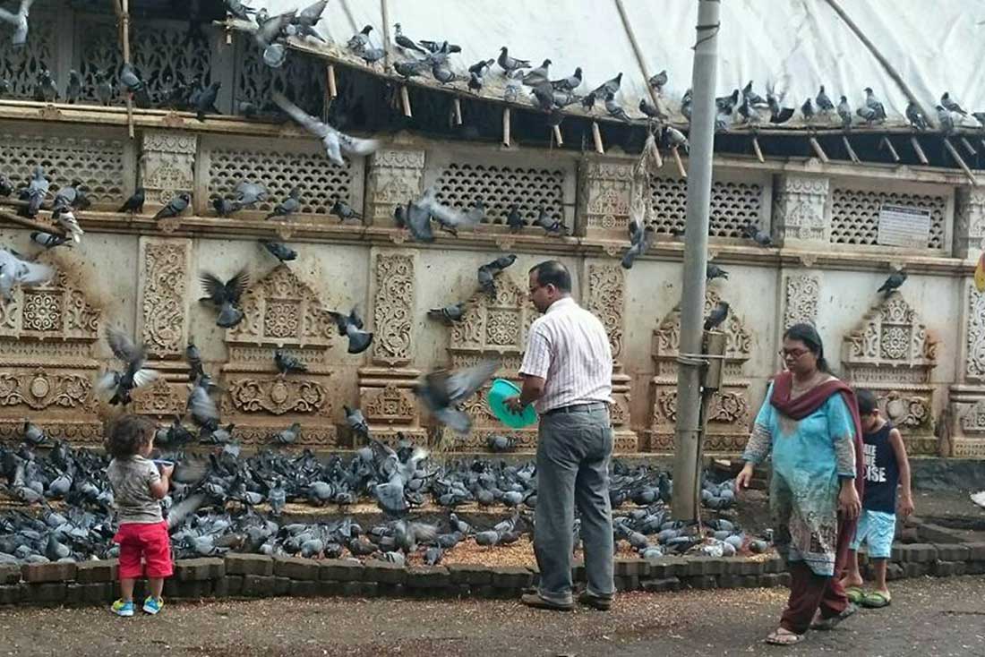 pigeon_feeding-resized
